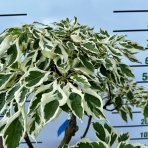 Drieň obyčajný (Cornus mas) ´VARIEGATA´ - výška 70-80 cm, kont. C10L, BONSAJ